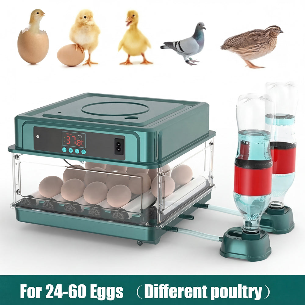 hatchi-eggo-img-03.jpg__PID:594c0fbb-572c-405a-9b9f-6175ed4e41ee