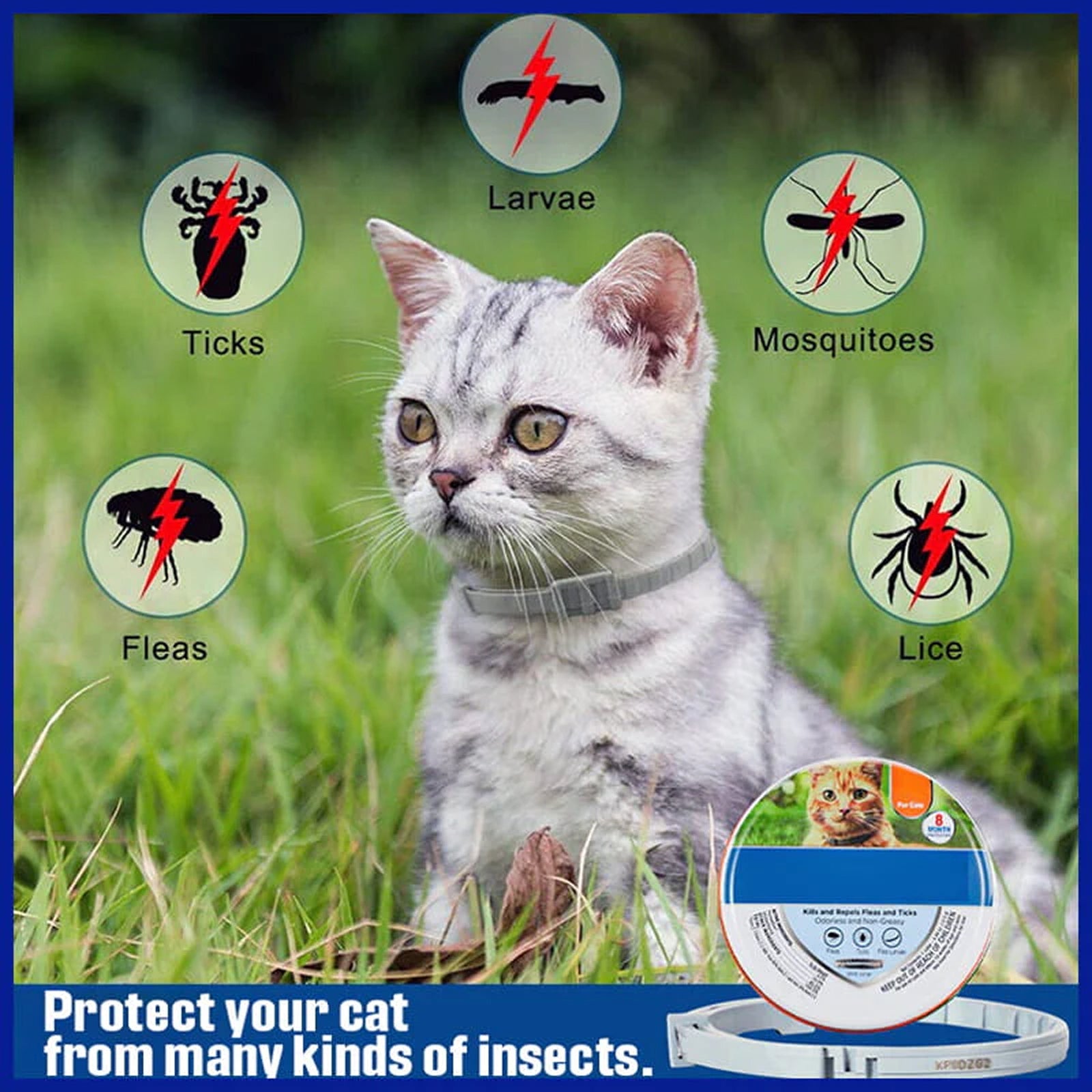 PetBrotex